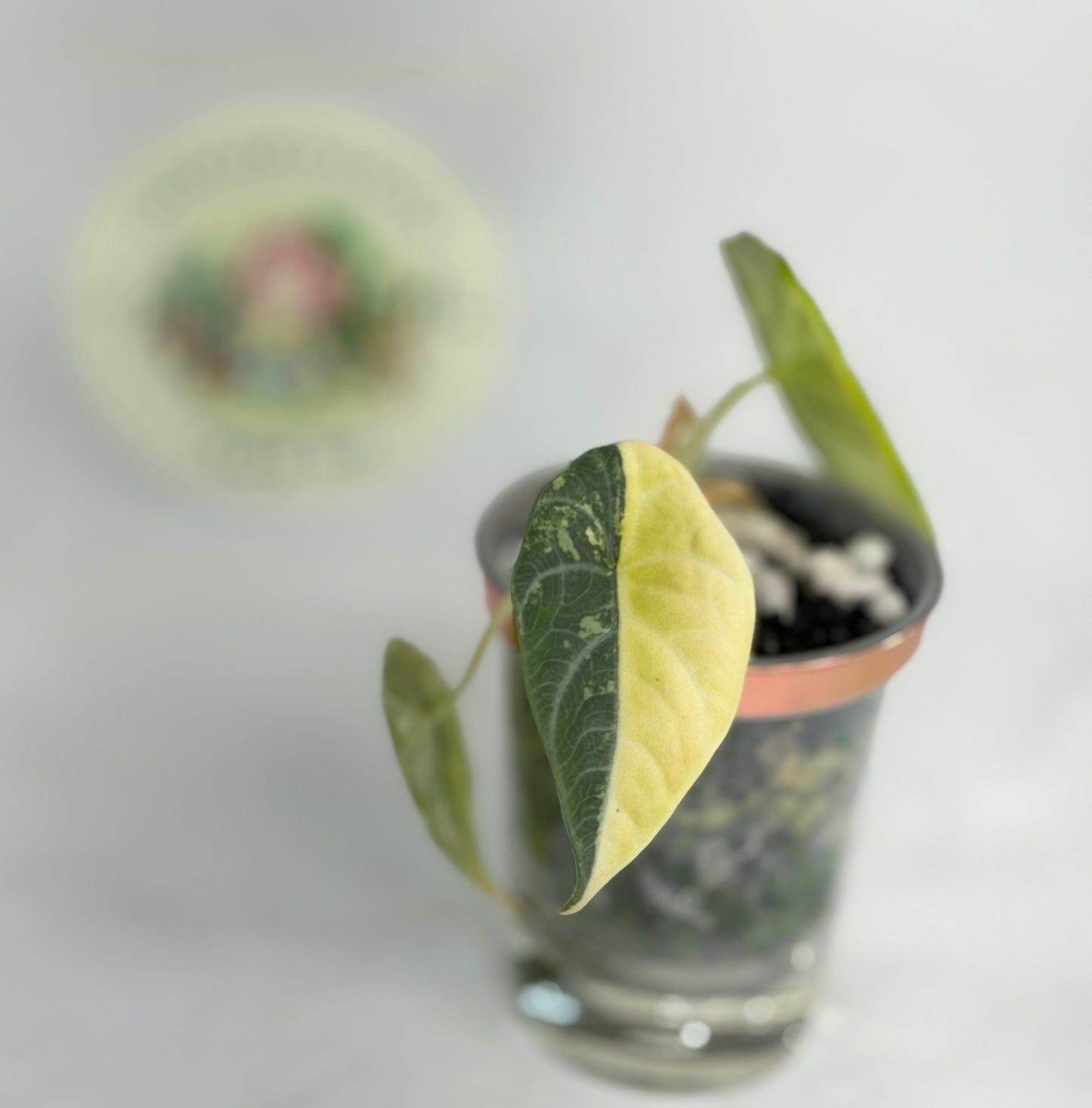 Alocasia Maharani Golden Lime
