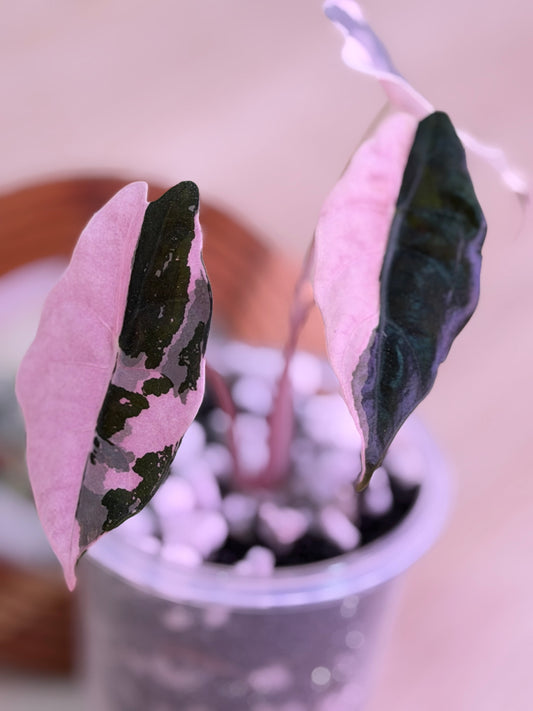 Alocasia Chantrieri Pink