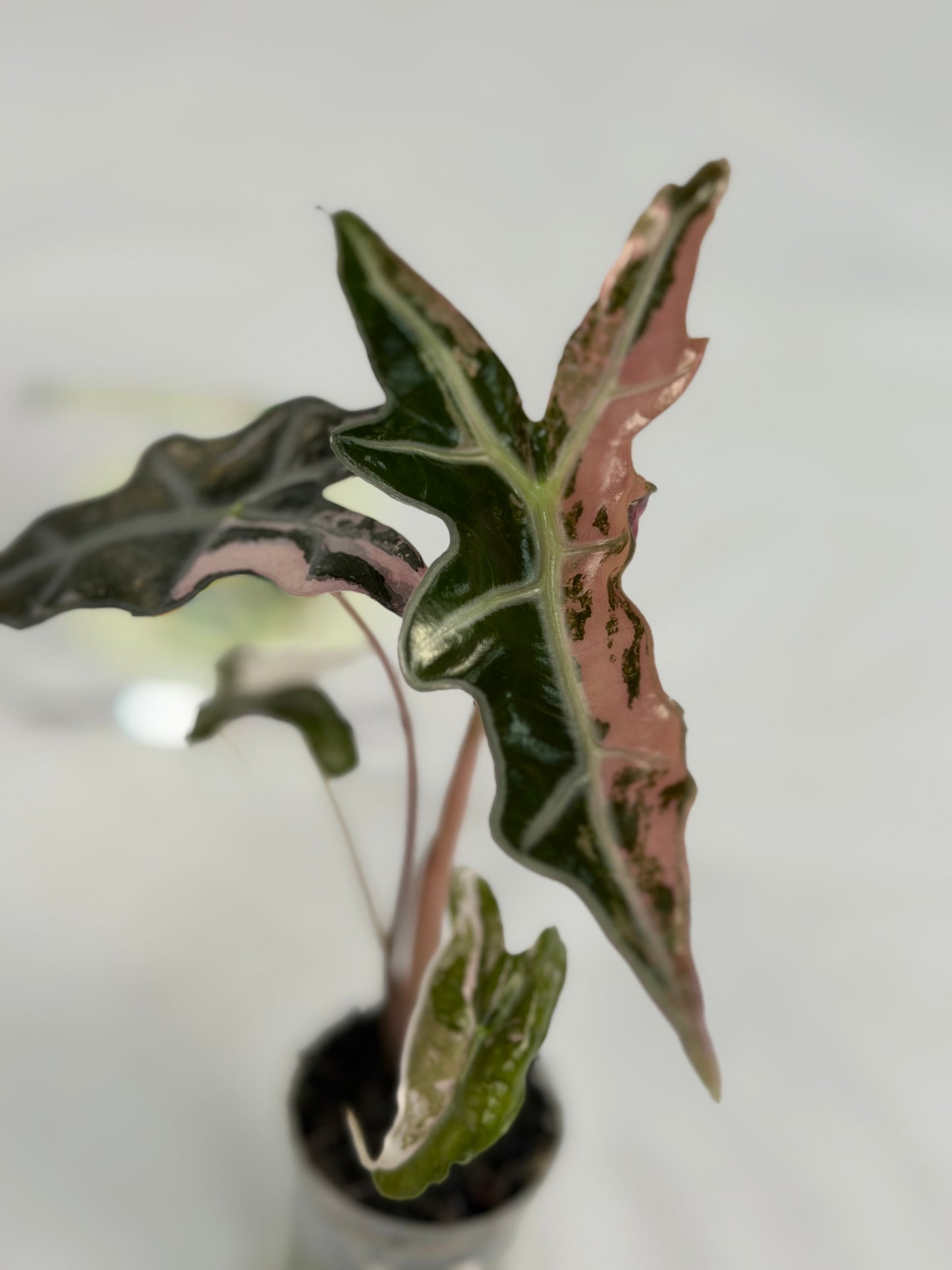 Alocasia Nobilis K #6