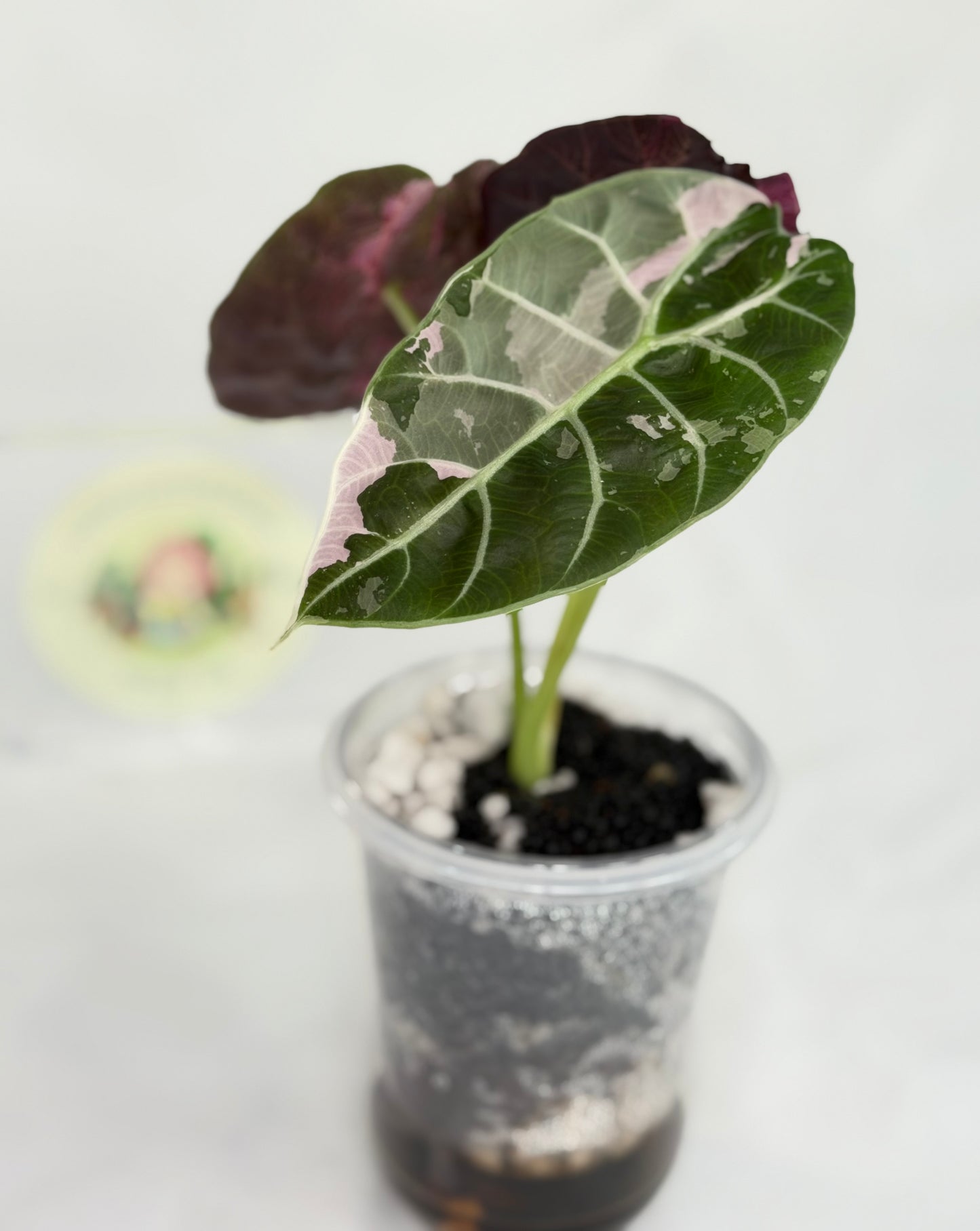 Alocasia Watsoniana Doff True Pink