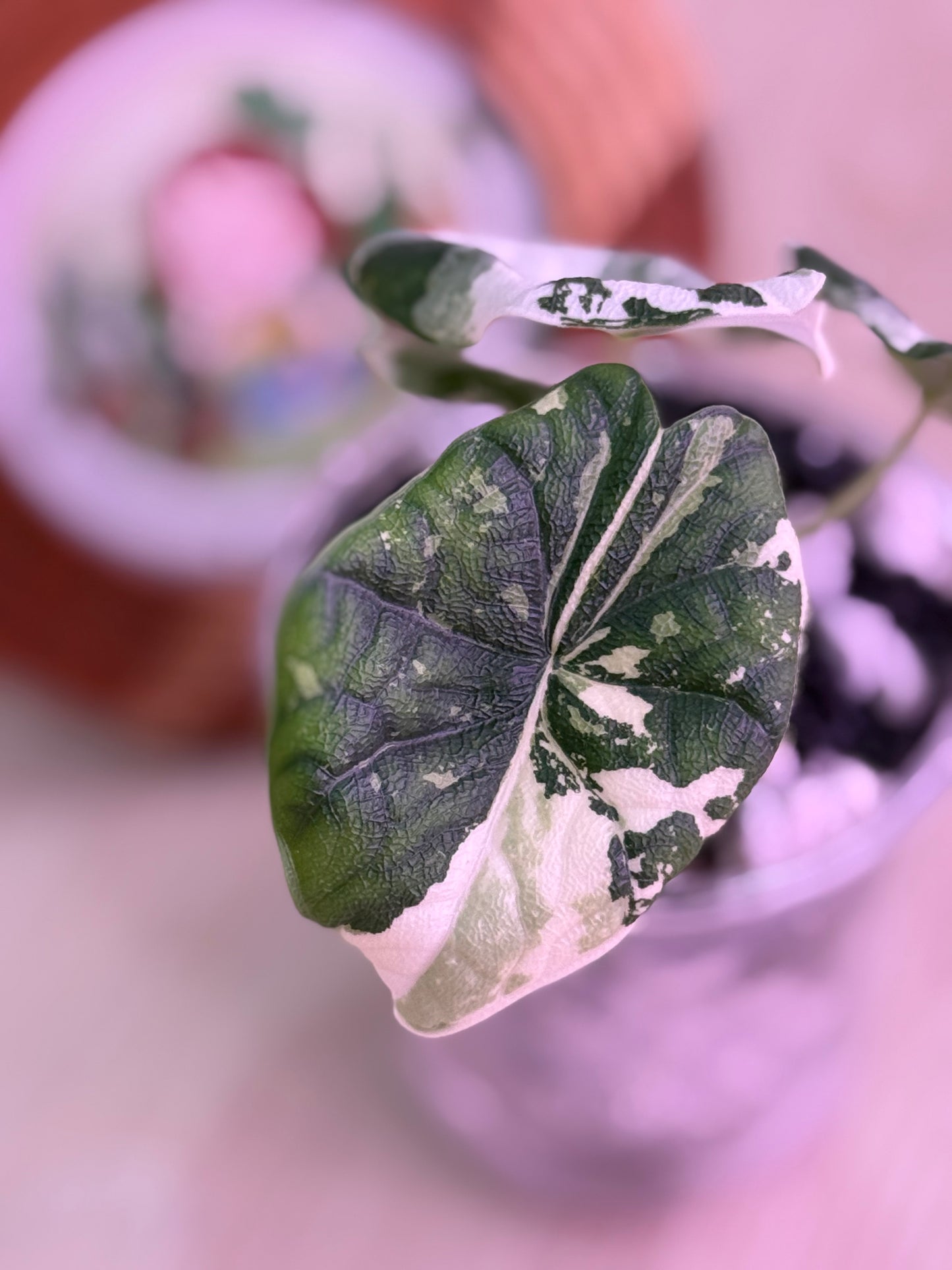Alocasia Melo Albo Number 2