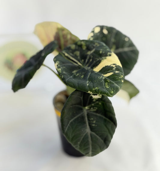 Alocasia Maharani Albo (Mother Plant)