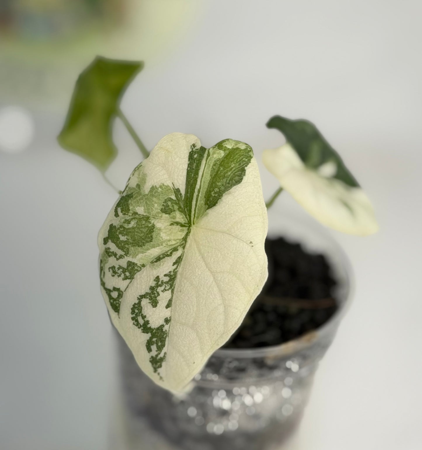 Alocasia Melo Albo #6