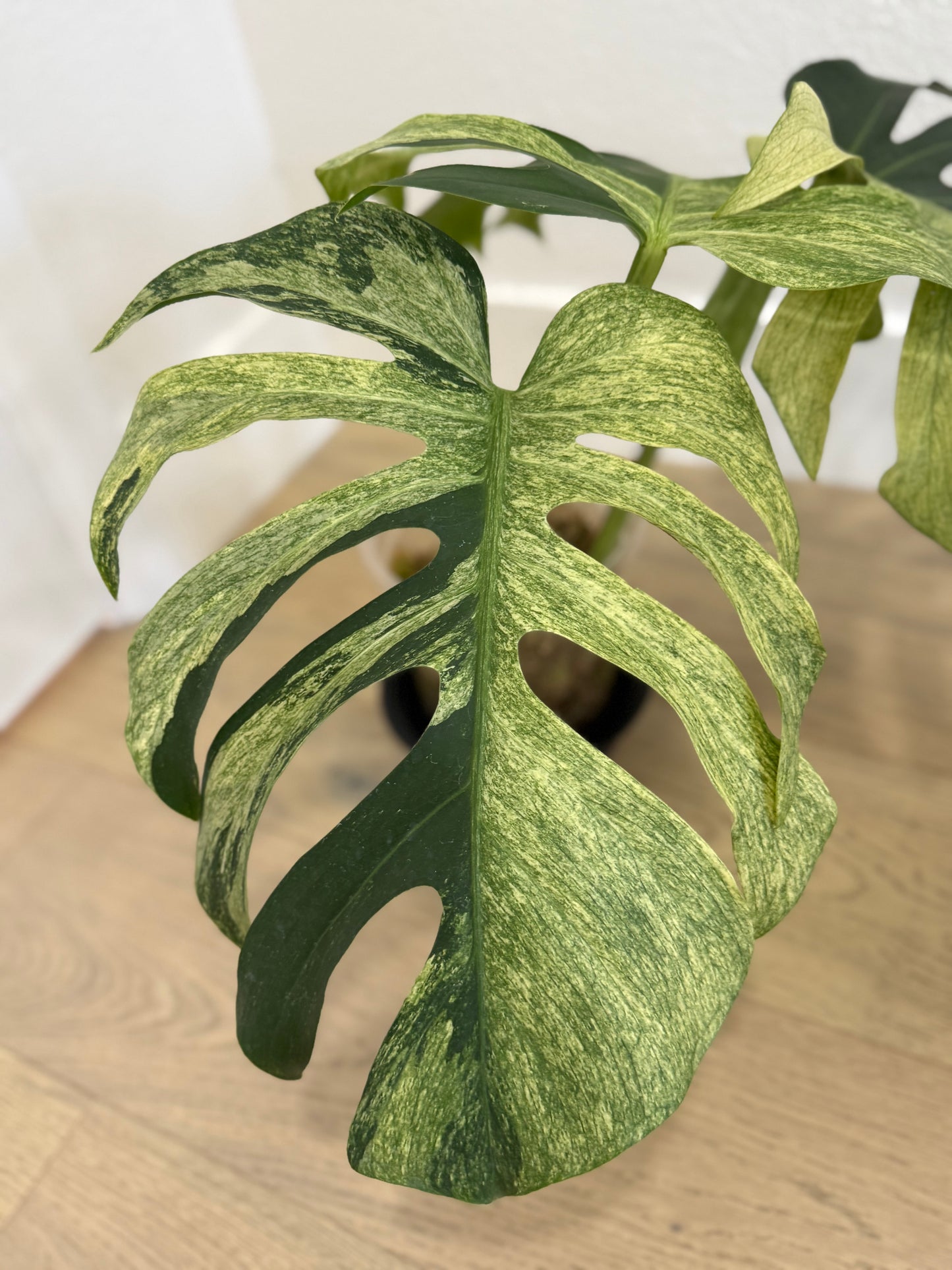 Monstera Mint