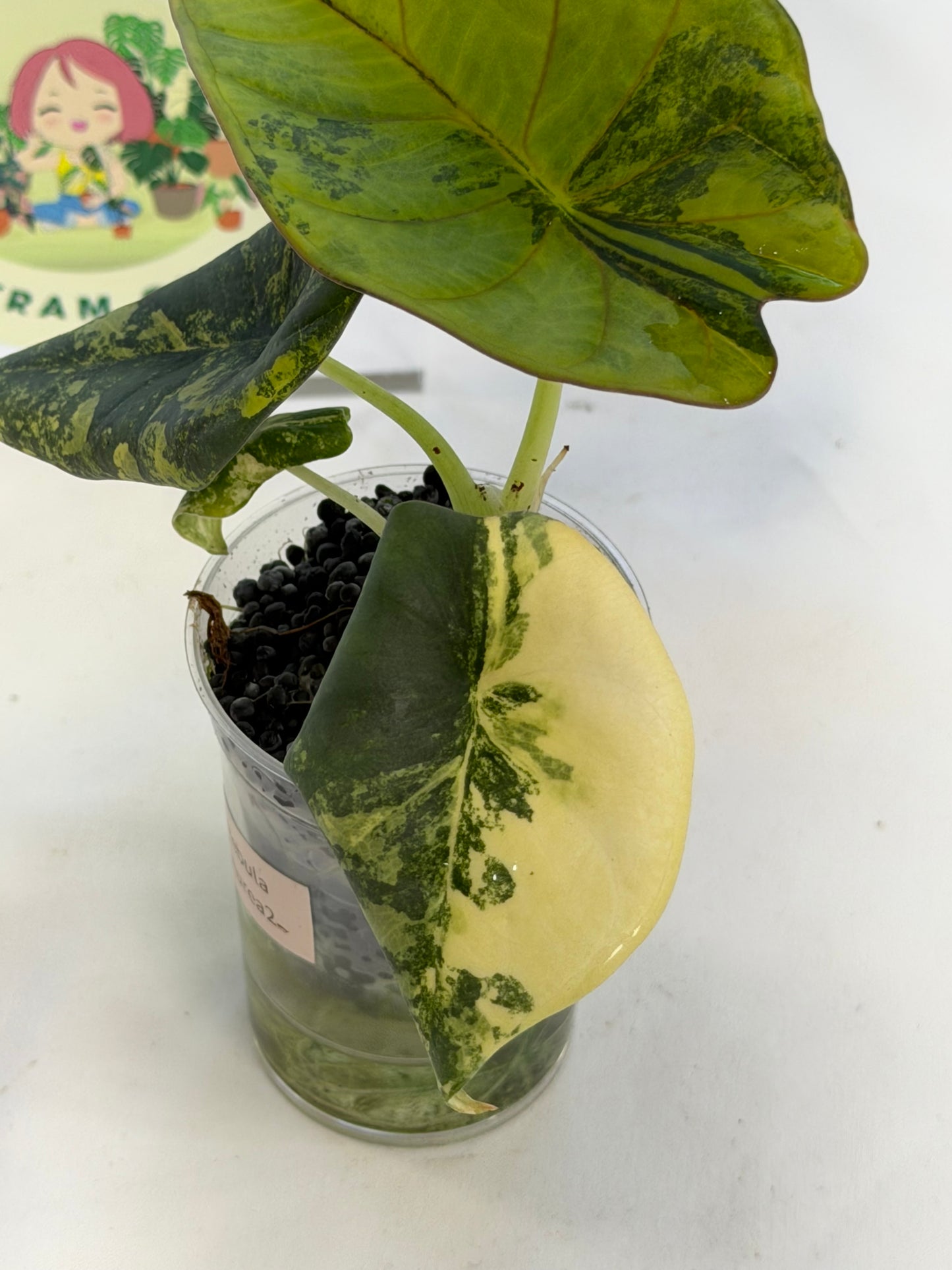 Alocasia Nebula Aurea #2