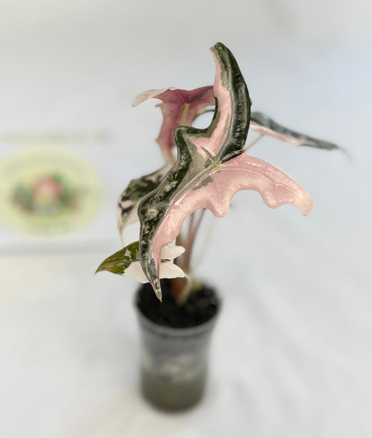 Alocasia Nobilis Pink Variegated #2