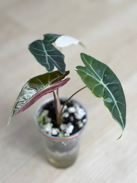 Alocasia Black Satun Pink