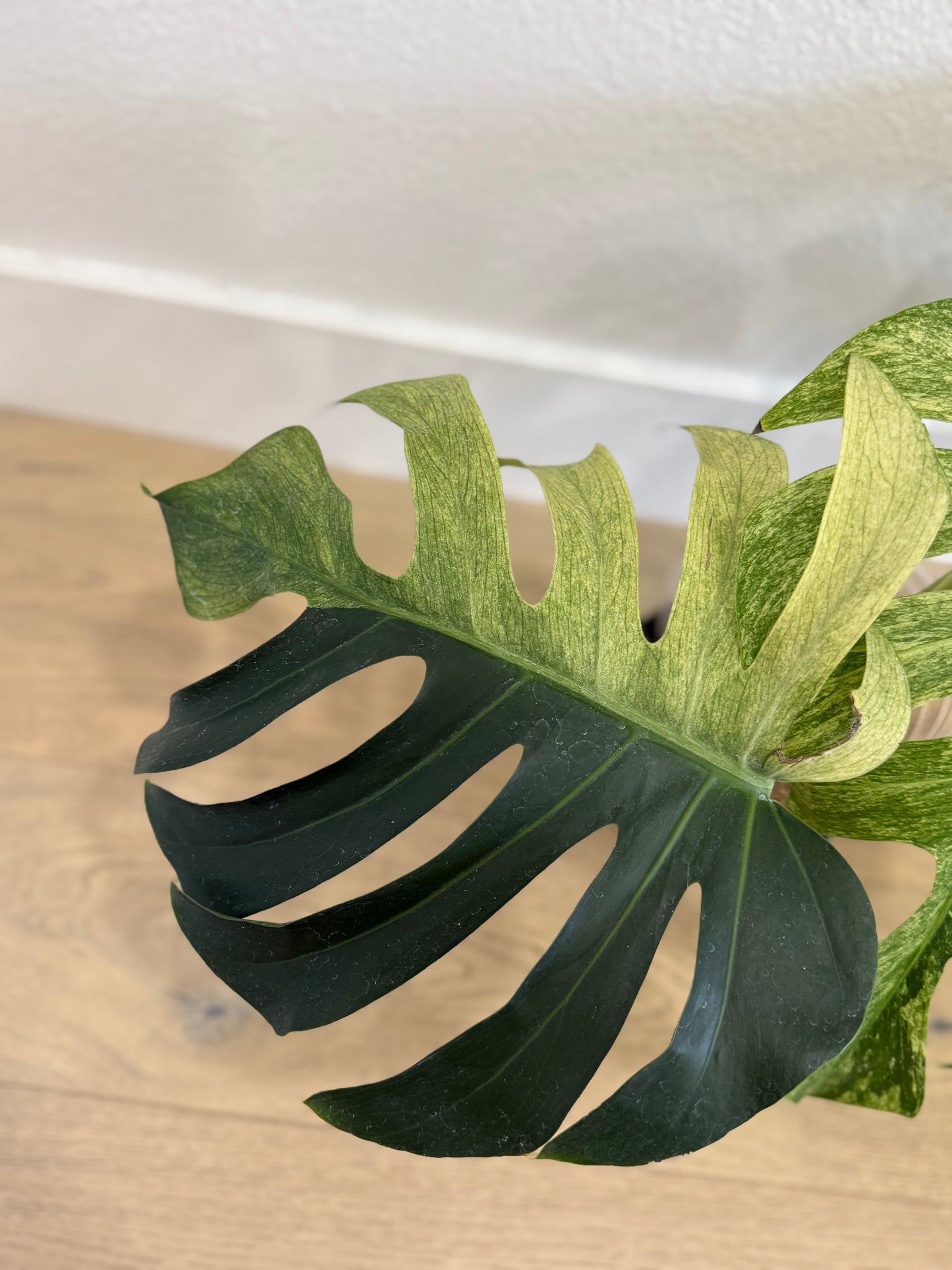 Monstera Mint