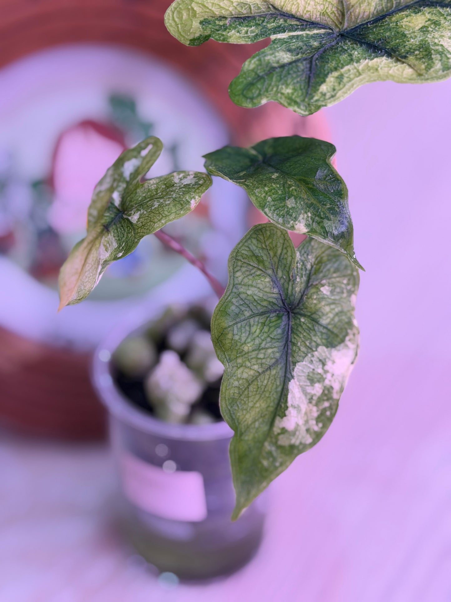 Alocasia Jacklyn Mystic