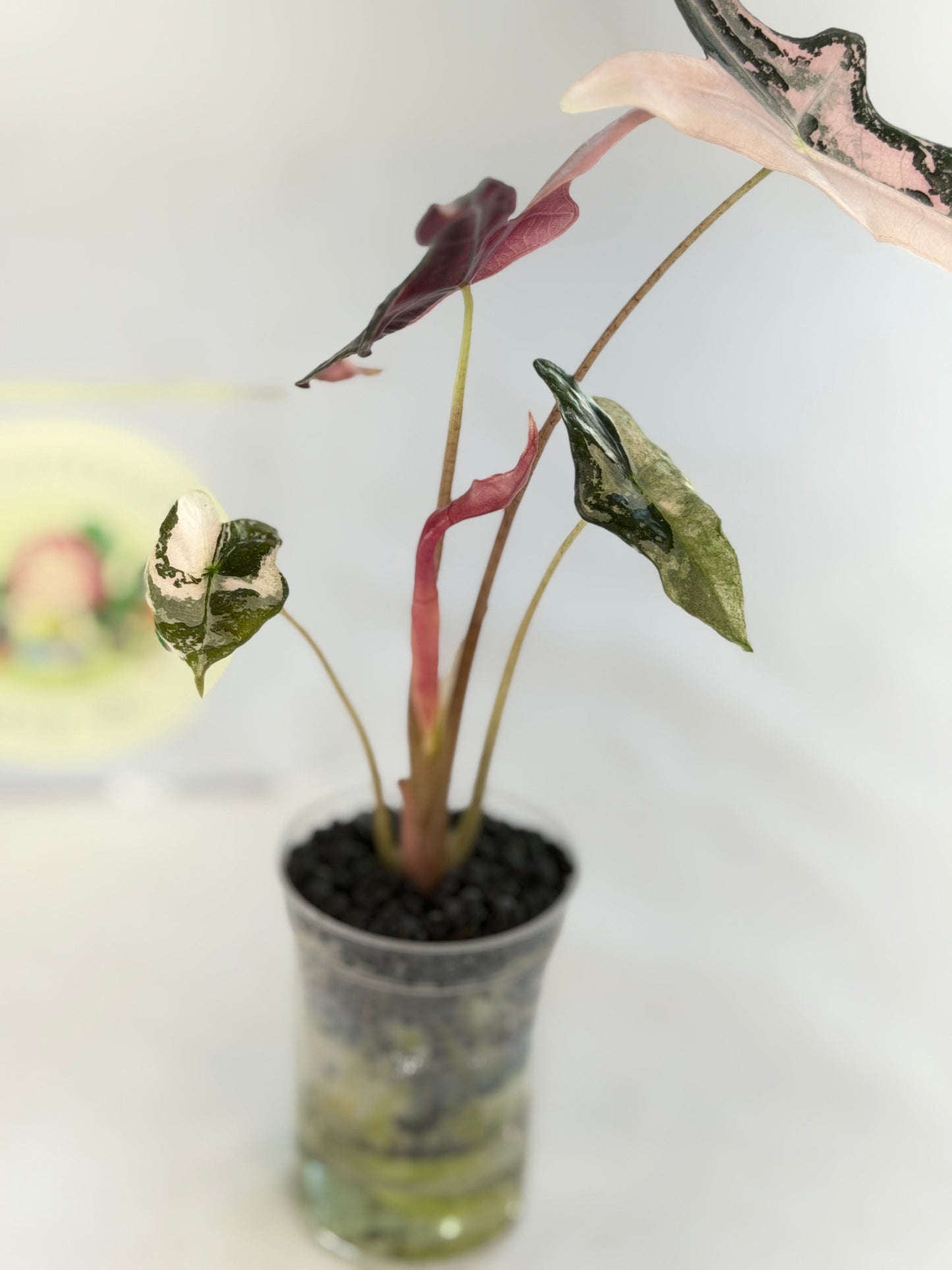 Alocasia Nobilis
