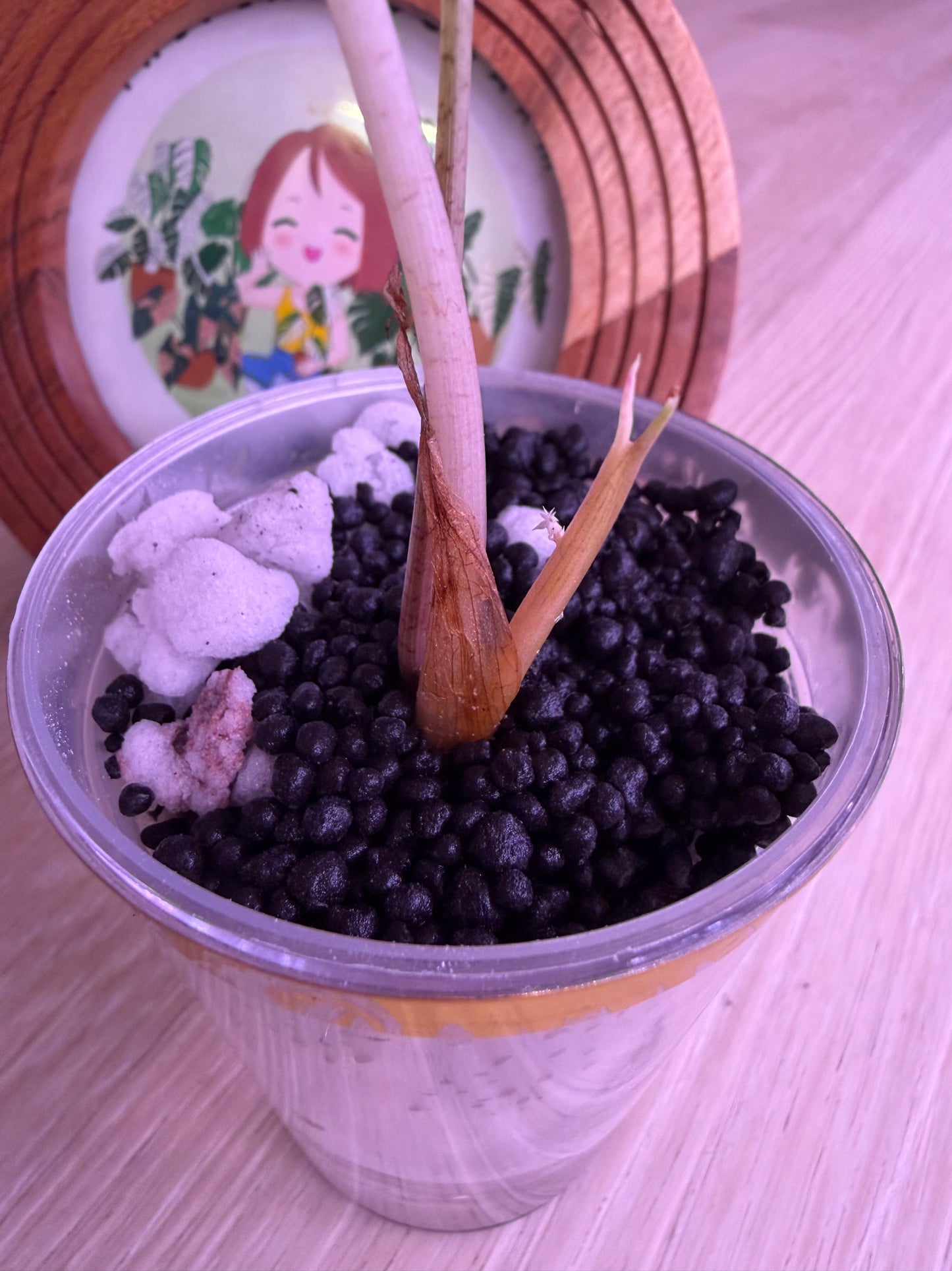 Alocasia Sanderiana Bull Pink