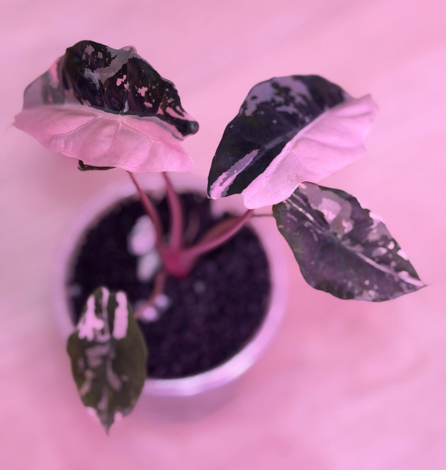 Alocasia Chantrieri Pink