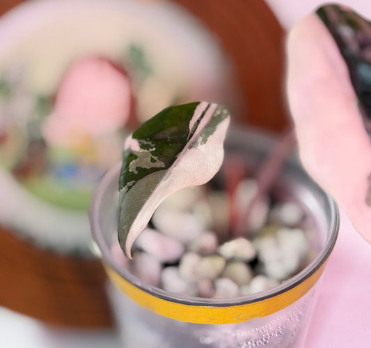 Alocasia Chantrieri Pink N3