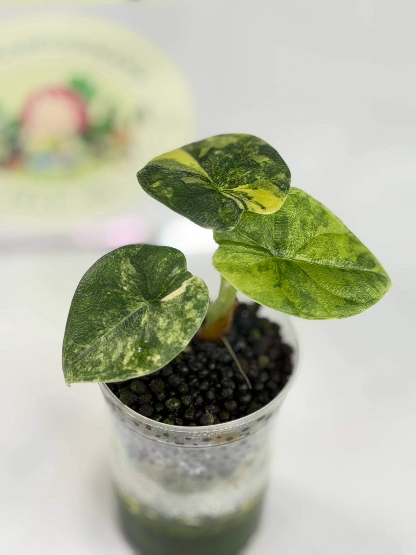 Alocasia Melo Aurea #4