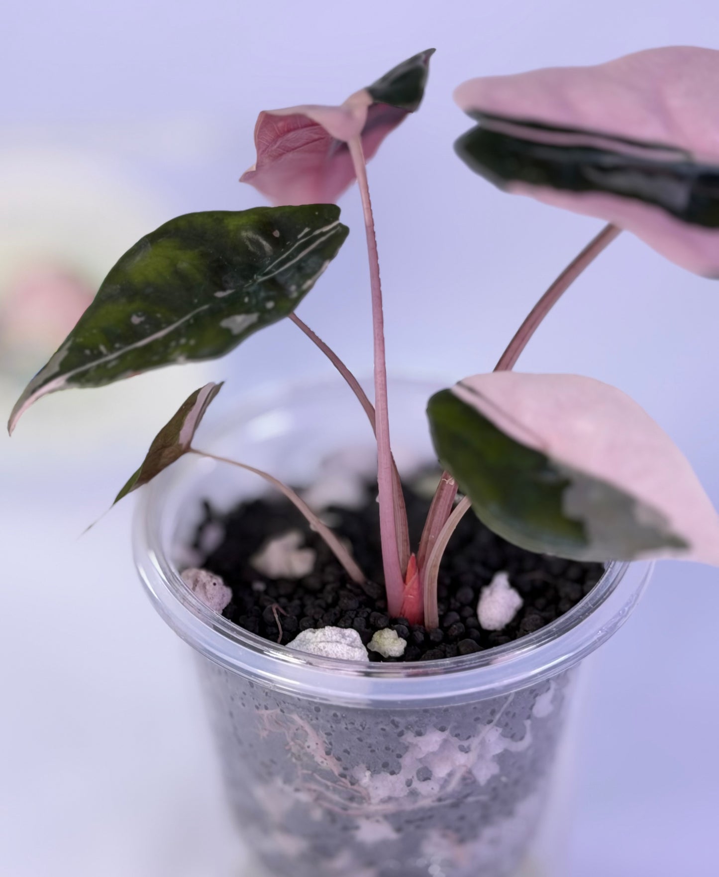 Alocasia Chantrieri Pink