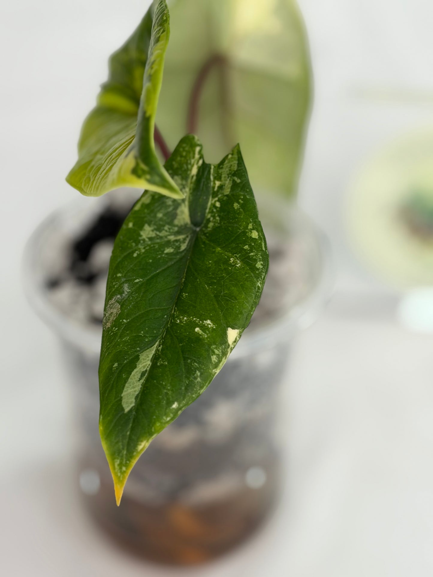 Alocasia Scalprum Aurea (Bright Color)
