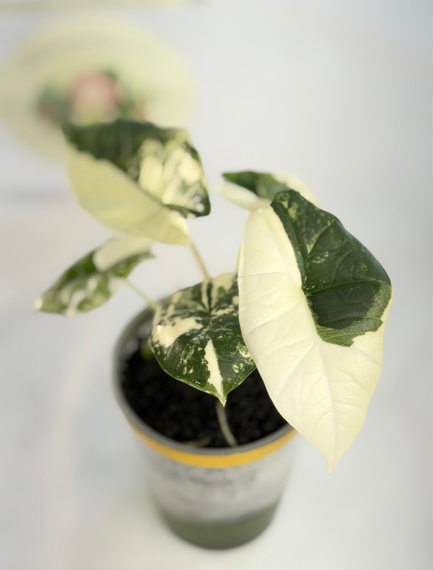 Alocasia Platinum Albo #1