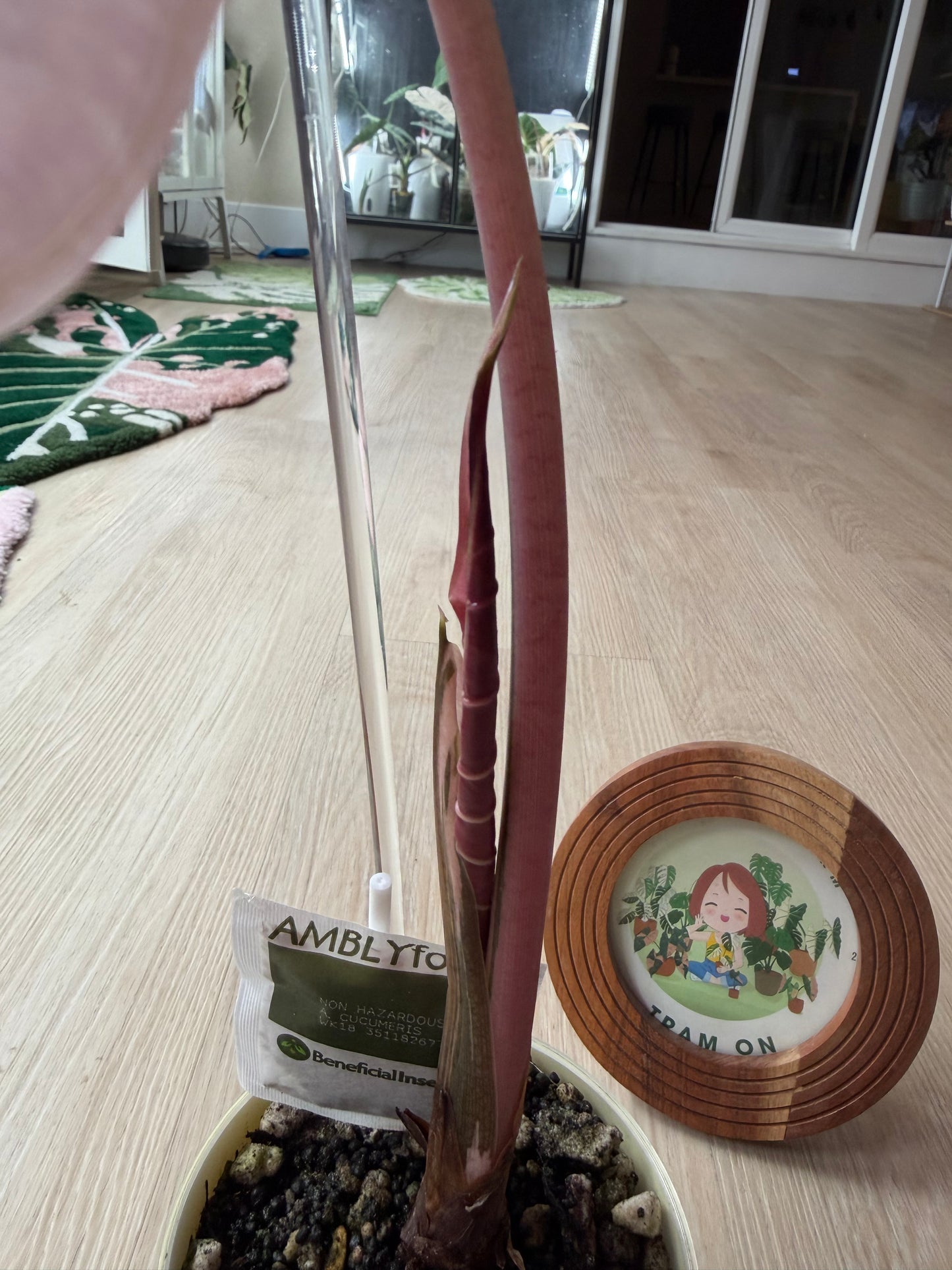 Alocasia Black Satun Pink