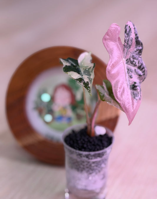 Alocasia Nobilis K Version (Number 9)