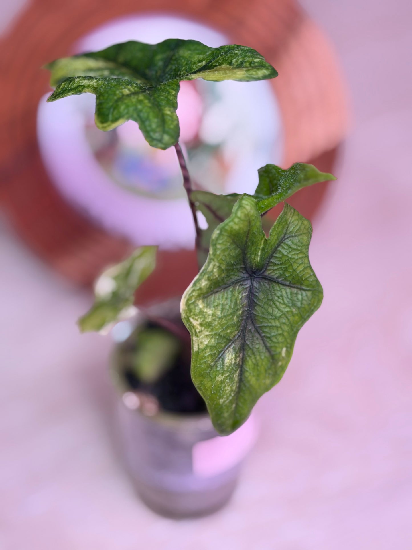 Alocasia Jacklyn Mystic N3