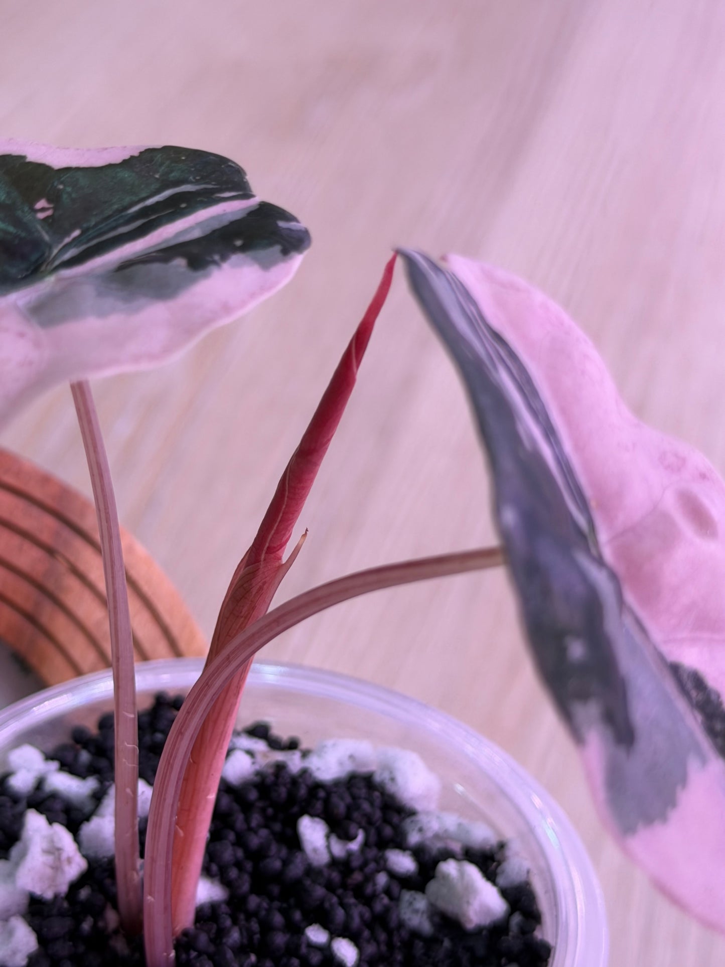 Alocasia Chantrieri Pink