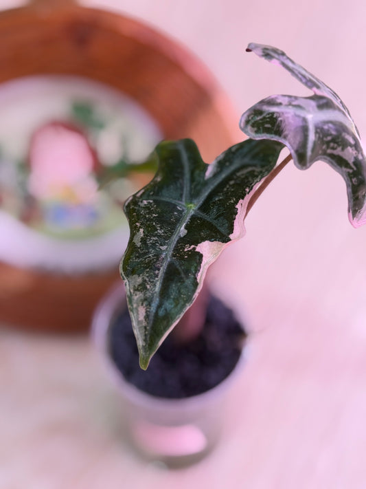 Alocasia Nobilis K version N6