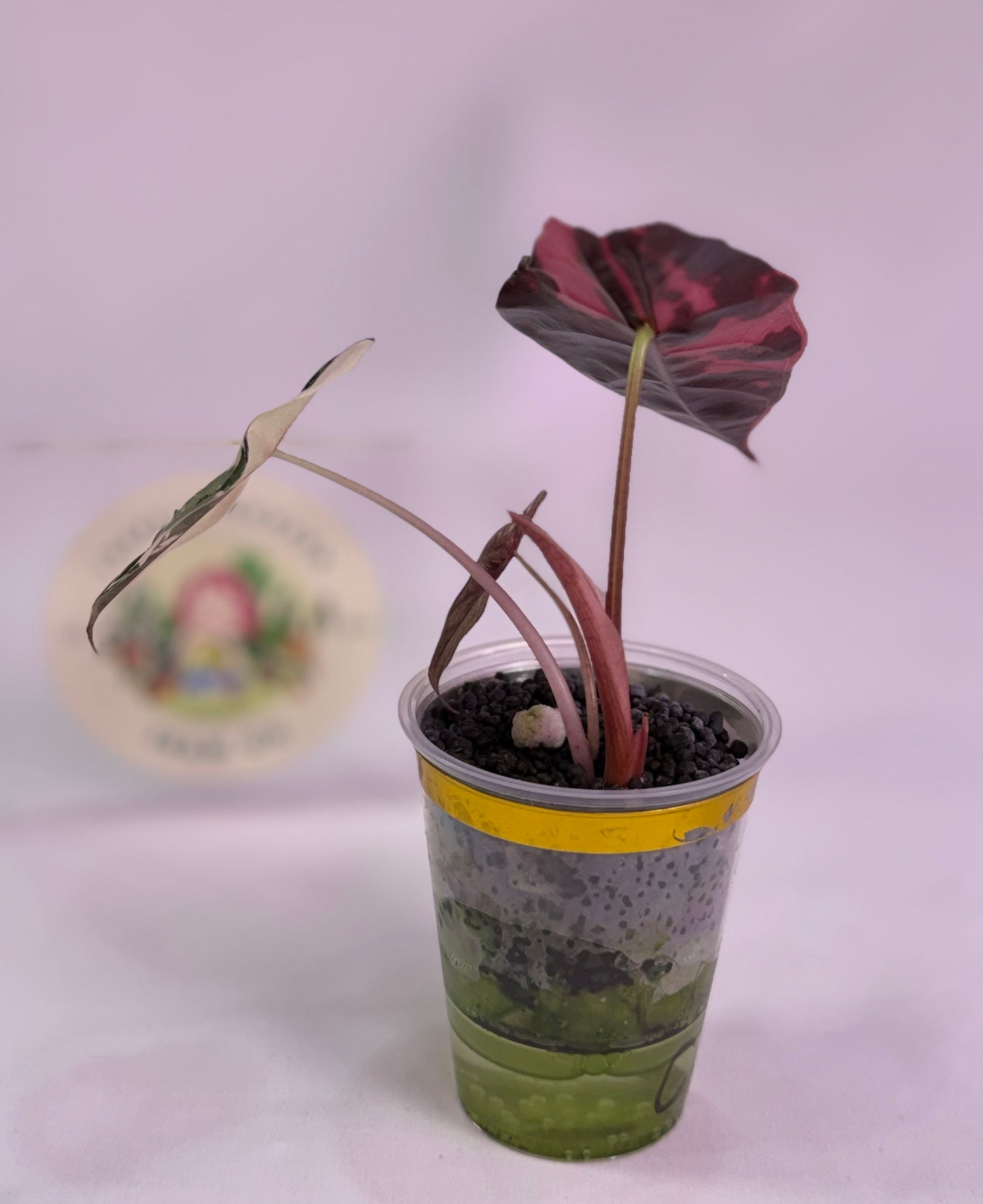 Alocasia Chantrieri Pink