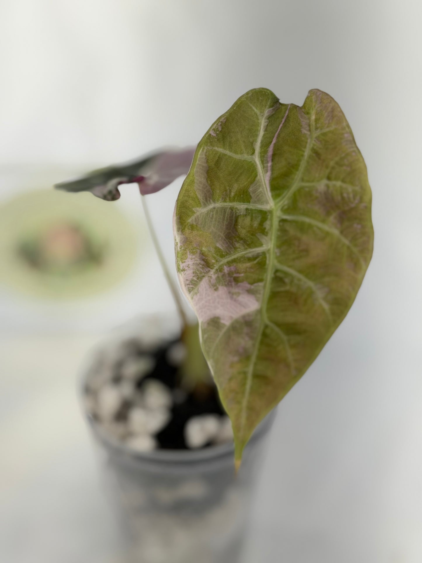 Alocasia Watsoniana True Pink #2