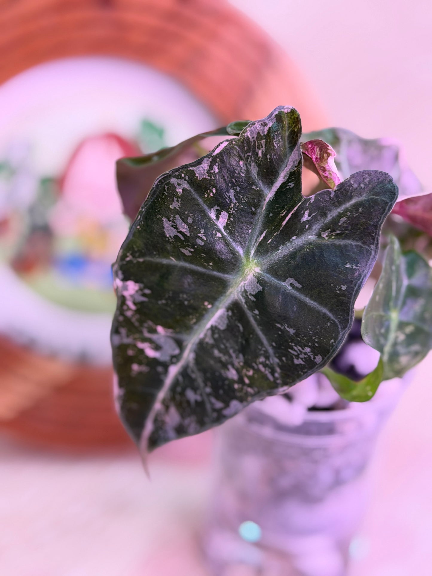 Alocasia Snow Polly (Pink Polly) Number 3