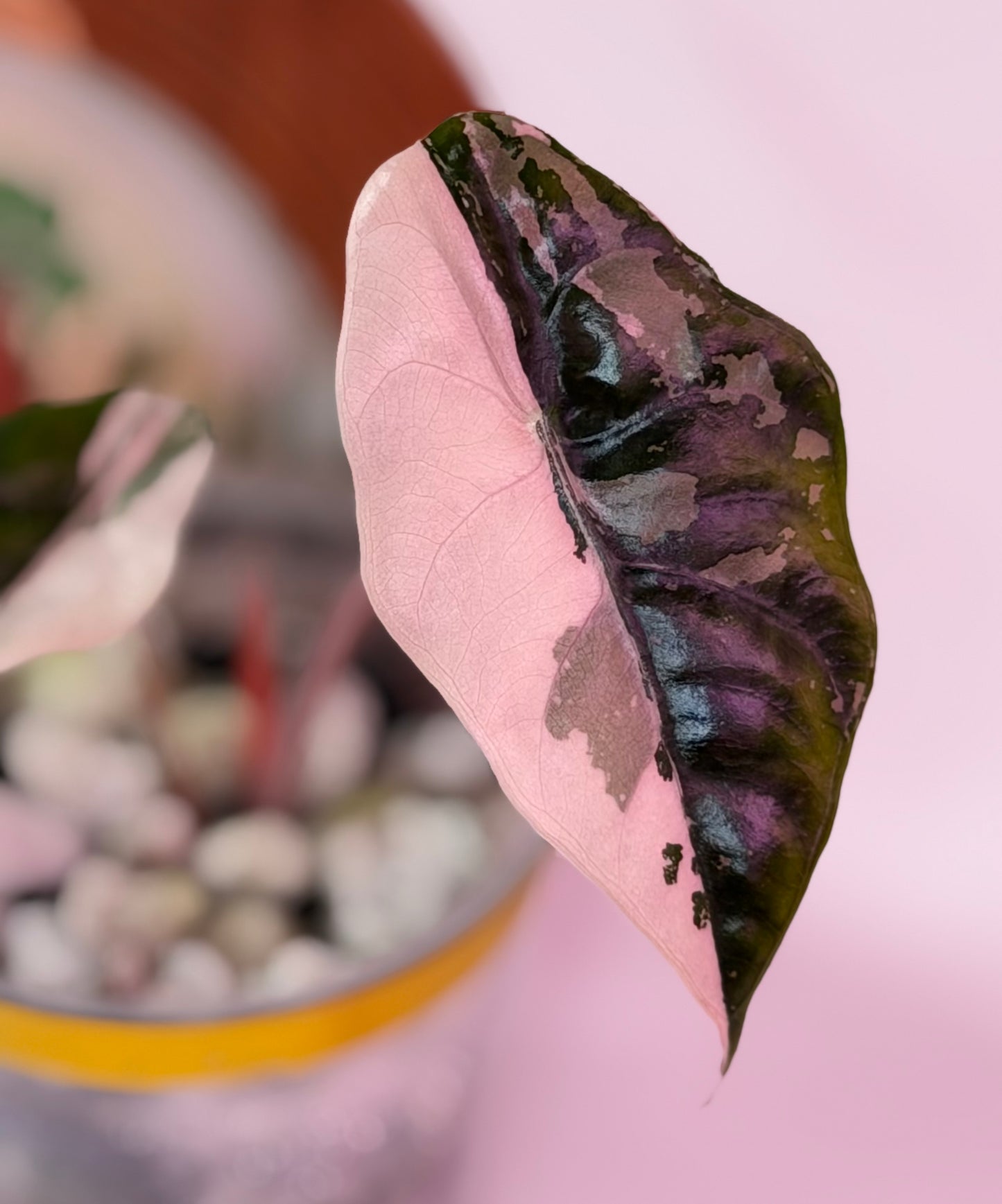 Alocasia Chantrieri Pink N3