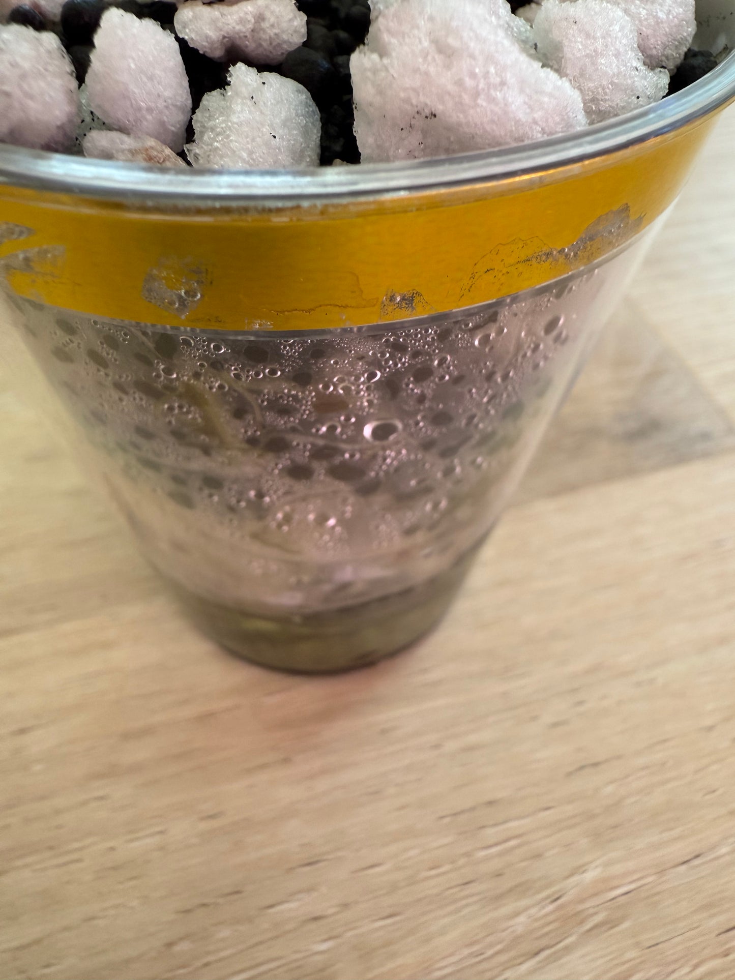 Alocasia Maharanii Albo