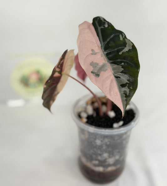 Alocasia Chantrieri Pink (Mother plant)