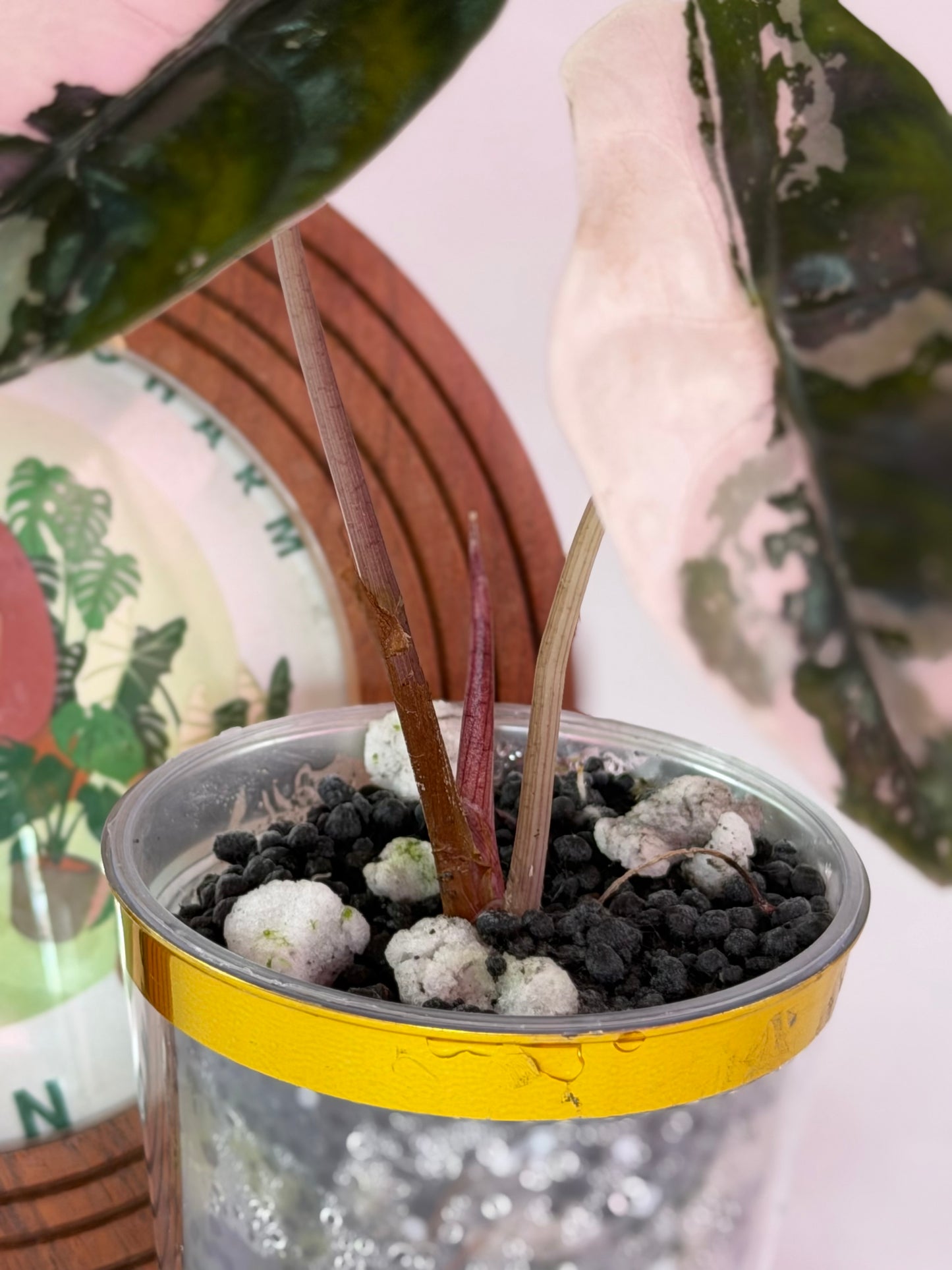 Alocasia Chantrieri Pink C1