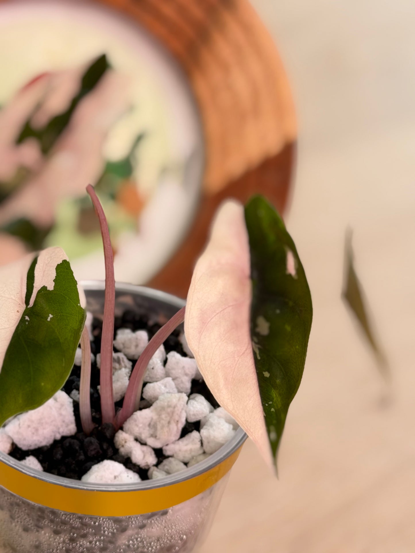 Alocasia Chantrieri Pink N1