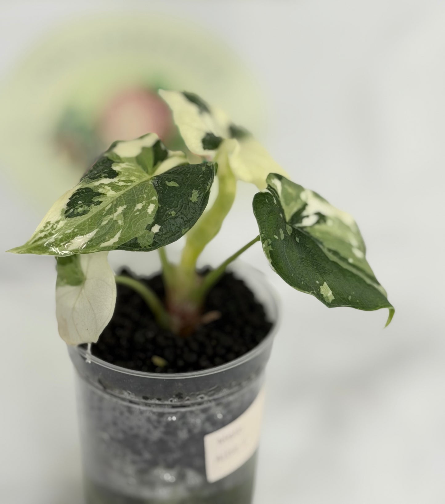 Alocasia Melo Albo #C