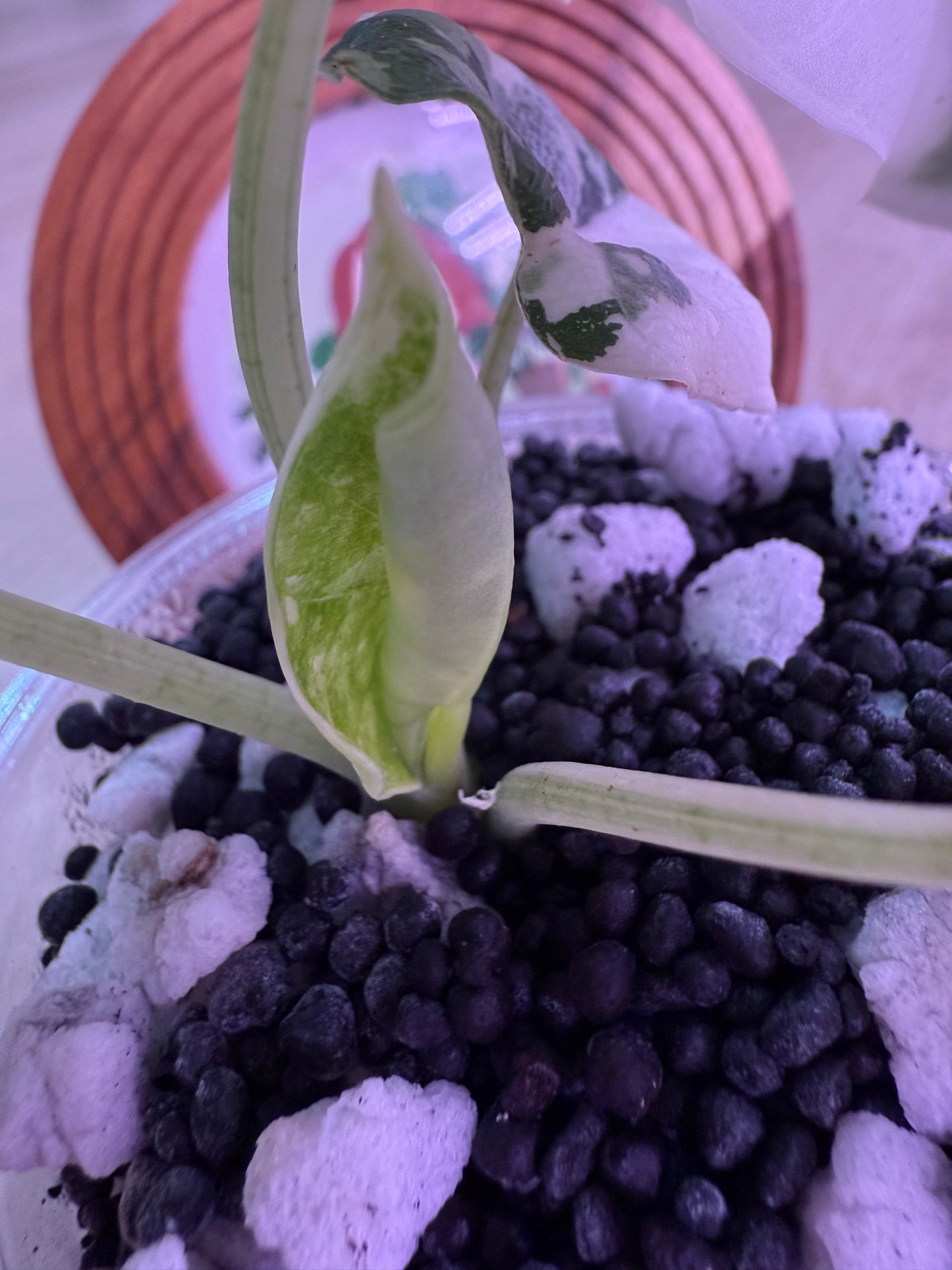 Alocasia Melo Albo Number 2