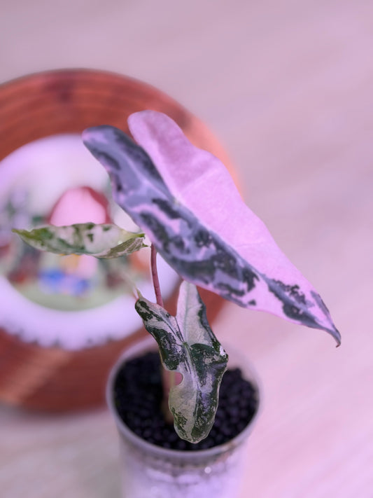 Alocasia Nobilis K Version K12