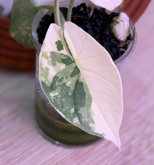 Alocasia Melo Albo B4