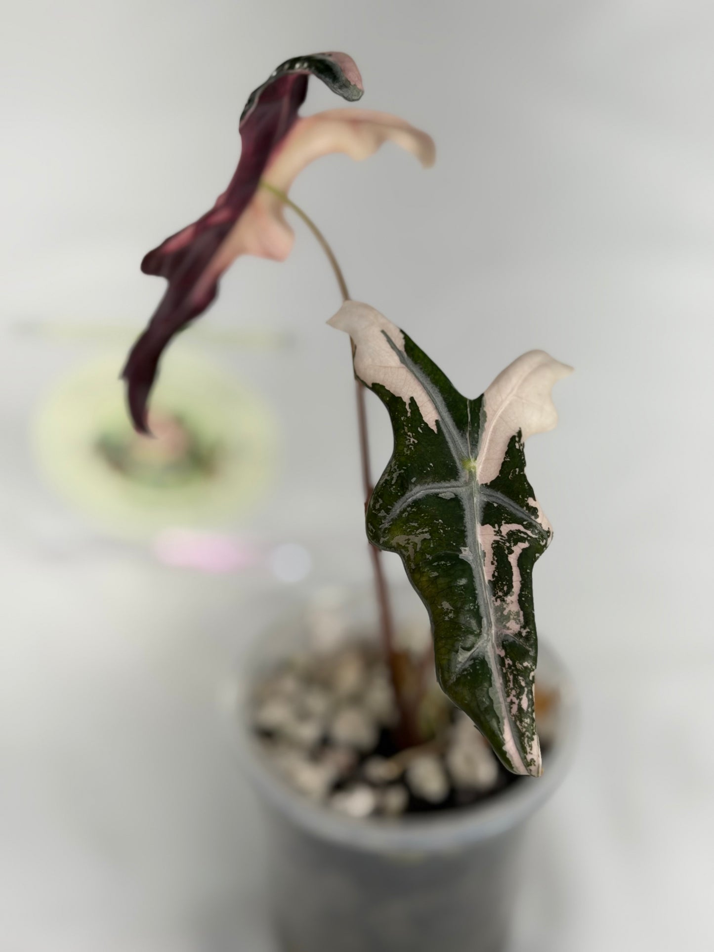 Alocasia Nobilis K