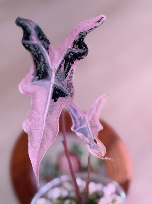 Alocasia Nobilis K Version