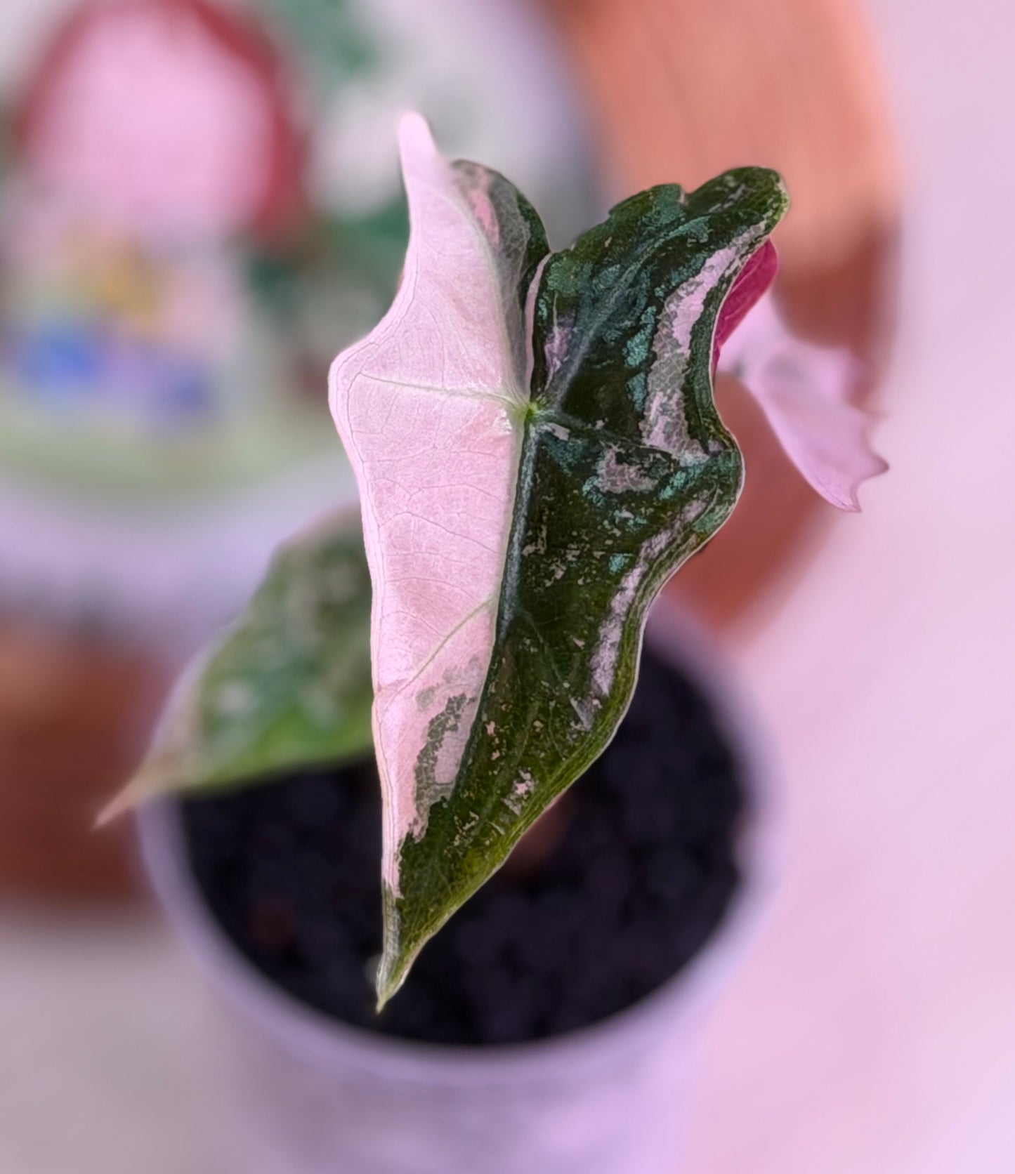 Alocasia Nobilis K Version N10