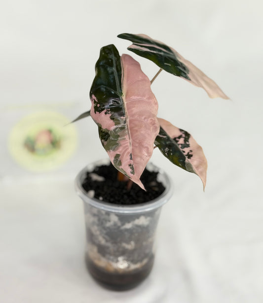 Alocasia Chantrieri Pink