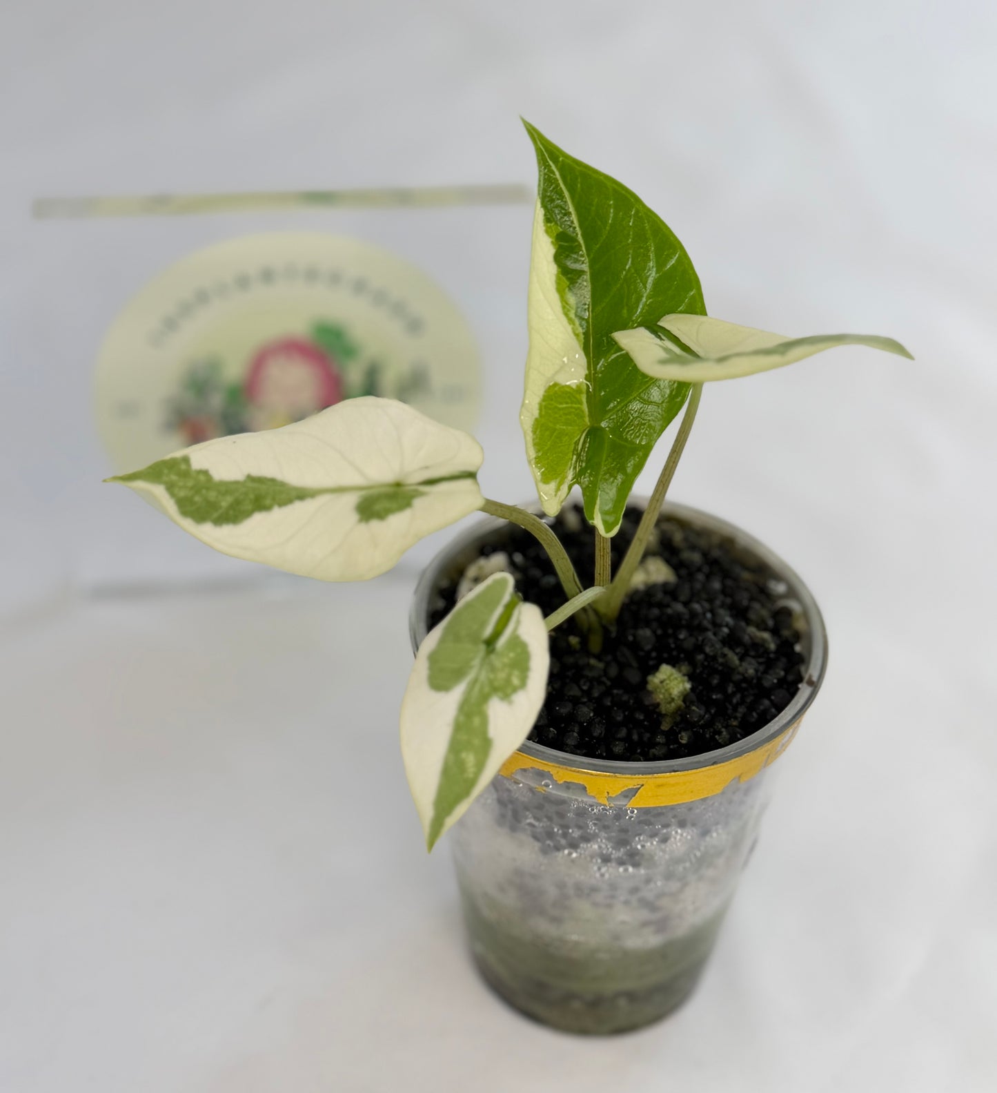 Alocasia Scalprum Lava #2