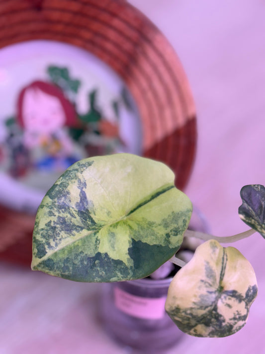 Alocasia Nebula Aurea N5