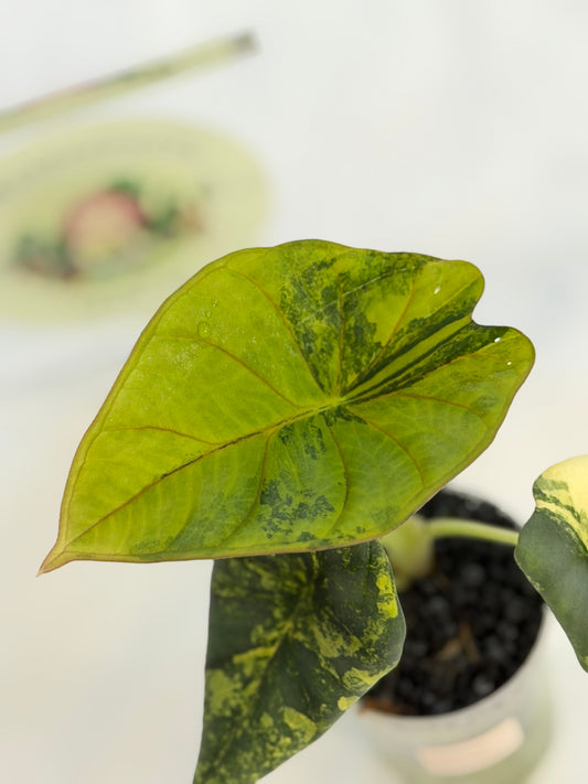 Alocasia Nebula Aurea #2