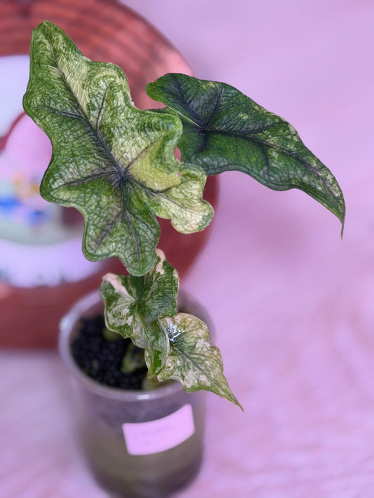 Alocasia Jacklyn Mystic N4