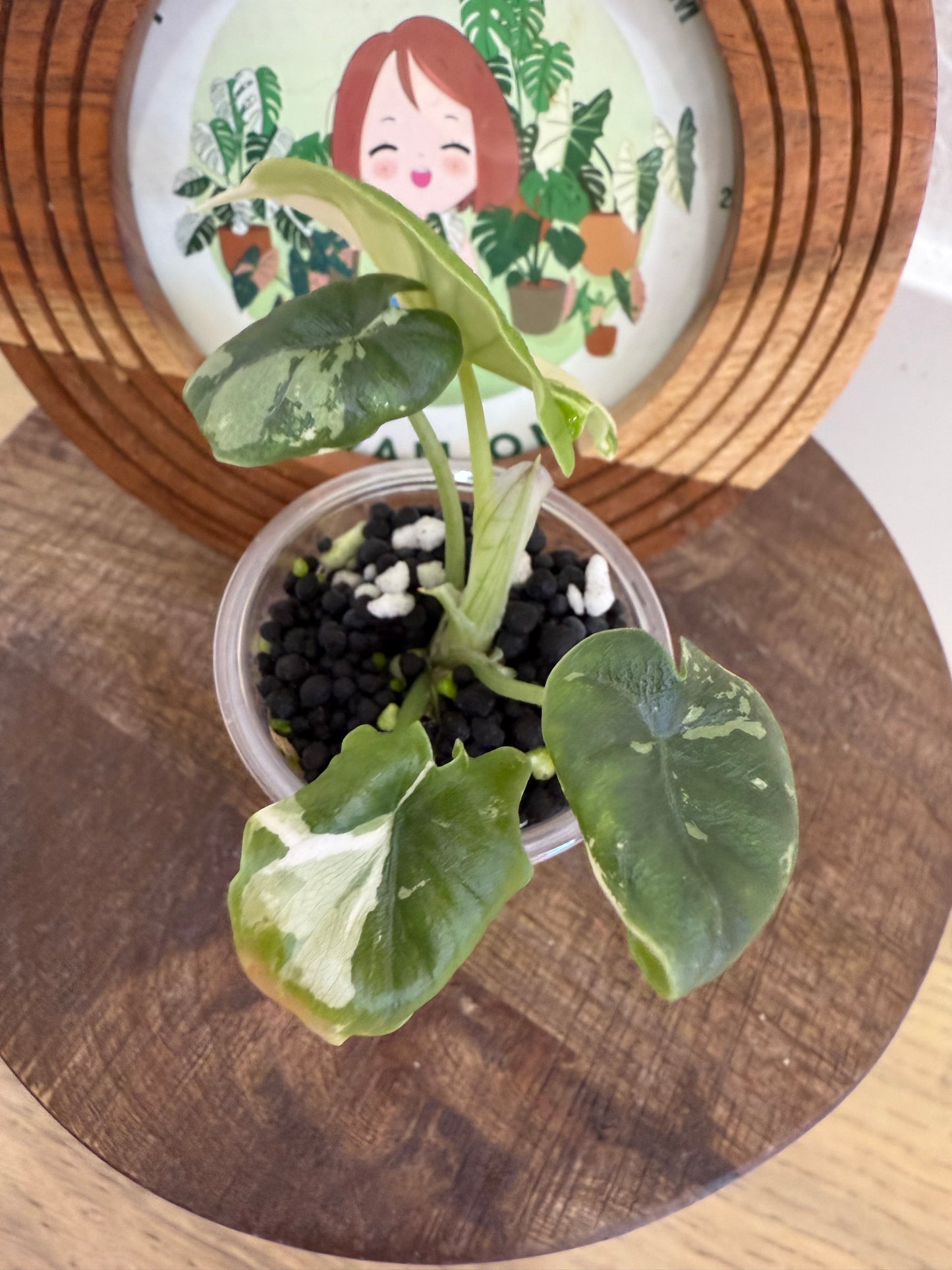 Alocasia Melo Albo