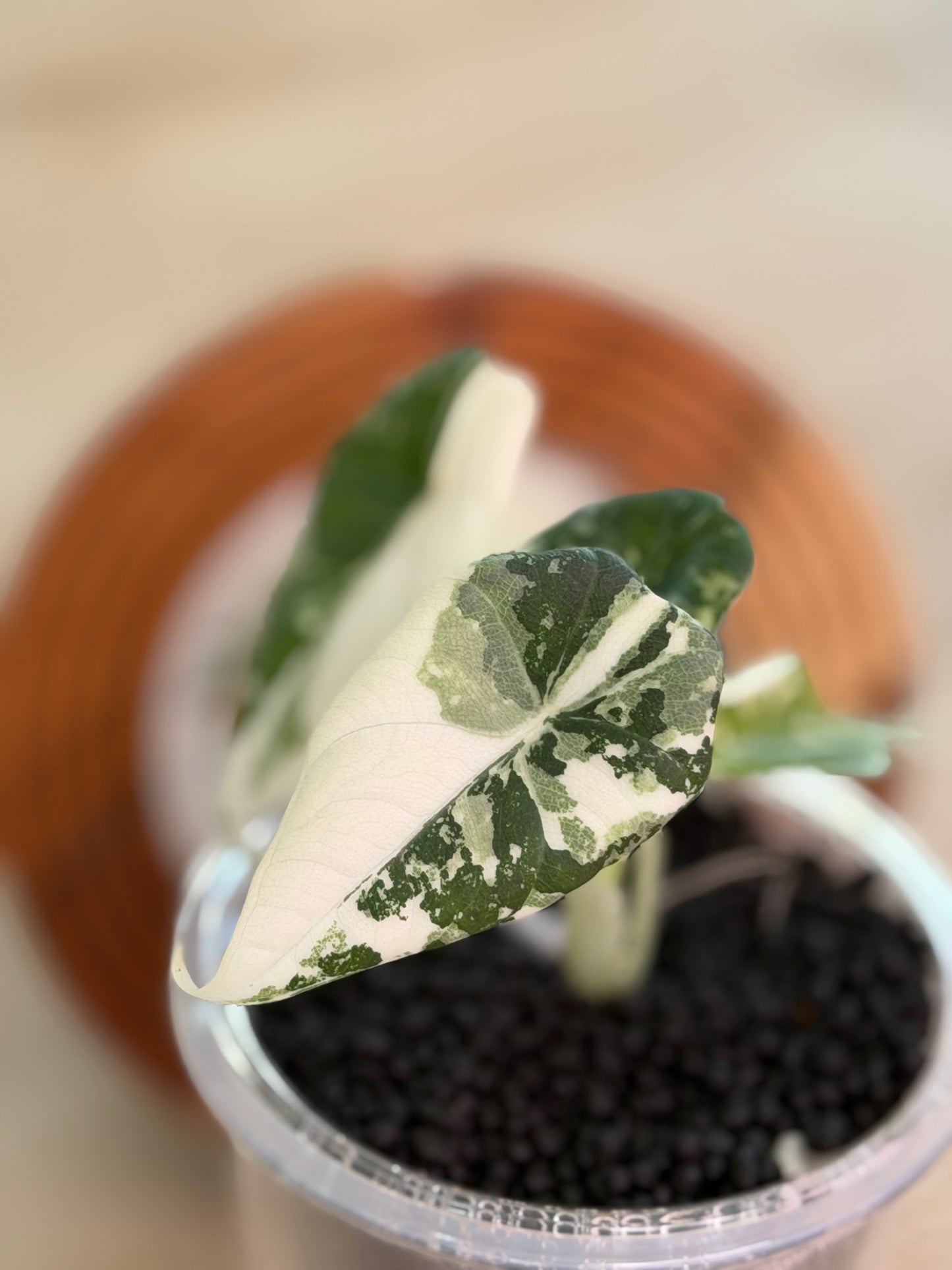 Alocasia Maharanii Albo