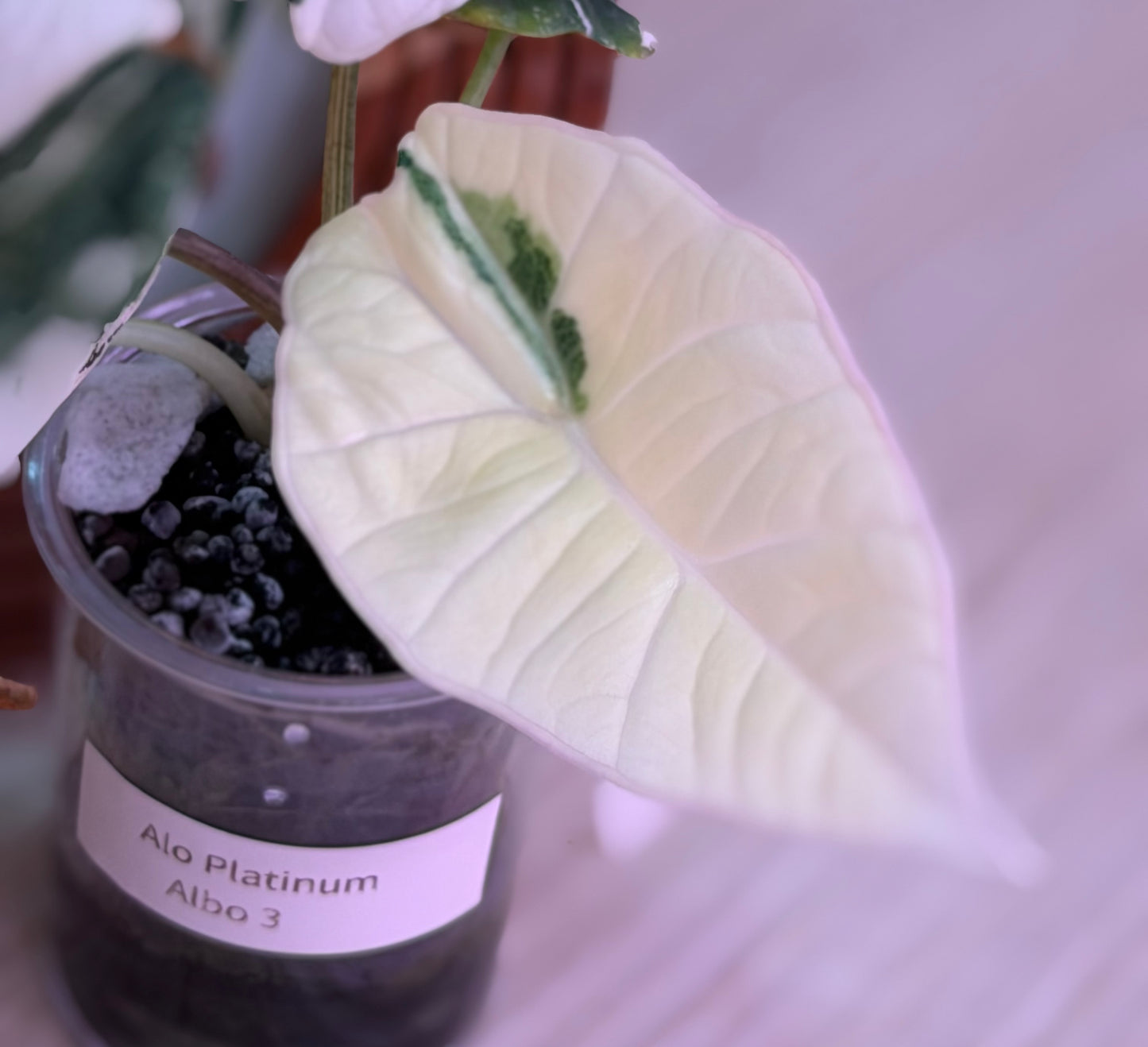 Alocasia Platinum Albo Number N3
