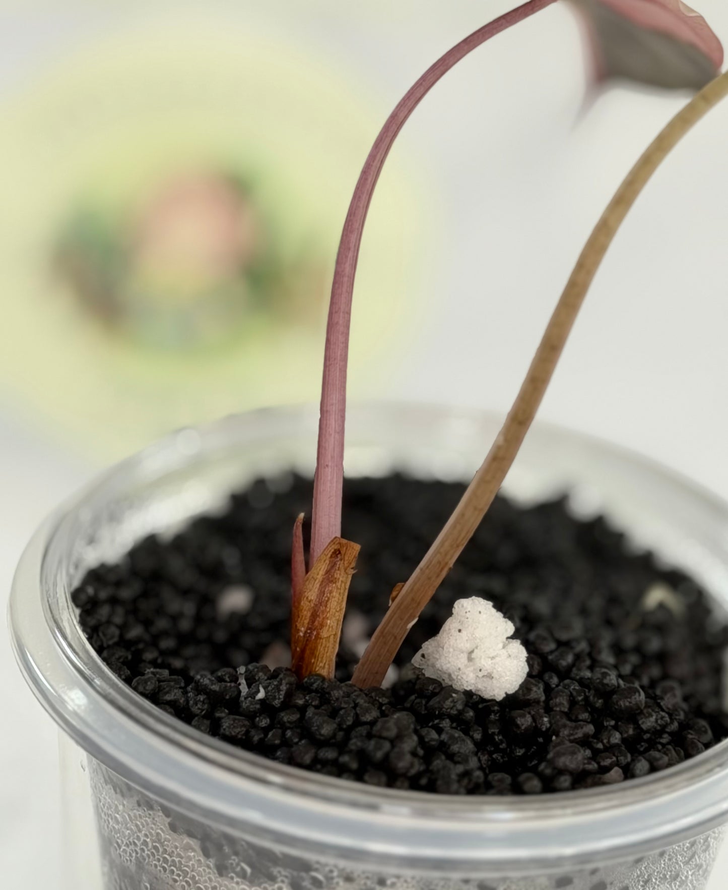 Alocasia Chantrieri Pink #3